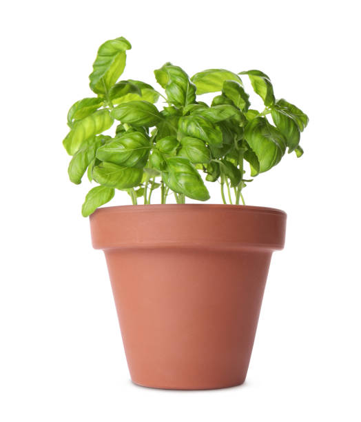 istock Green basil in clay pot isolated on white 1694530477