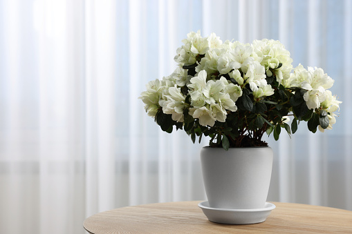 Beautiful azalea flowers in pot on wooden table indoors. Space for text