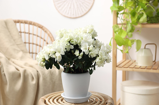 Beautiful azalea plant in flower pot on wooden table in room