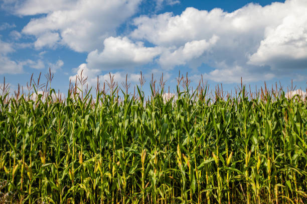 istock Wisconsin cornfield with white clouds and a blue sky in September 1694544410