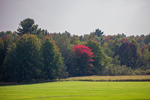 Wisconsin trees starting to change color in September, horizontal