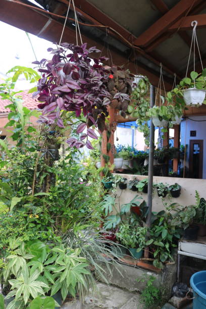 istock Several hanging house plants in the front yard of a house 1694556229