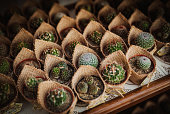 Wedding guest gifts - small cactus plants