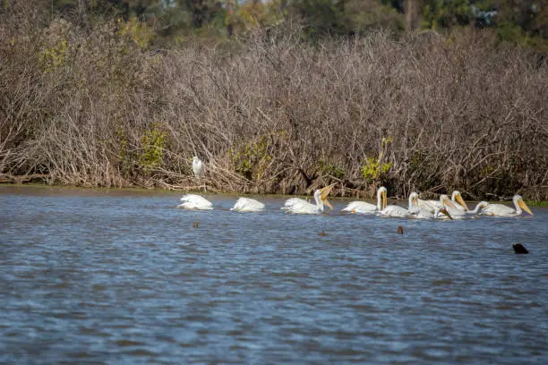Flock of American white pelicans (Pelecanus erythrorhynchos) swimming past a single great egret (Ardea alba) perched in foliage at the edge of a swamp