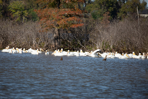 Large flock of American white pelicans (Pelecanus erythrorhynchos) swimming past the edge of a swamp