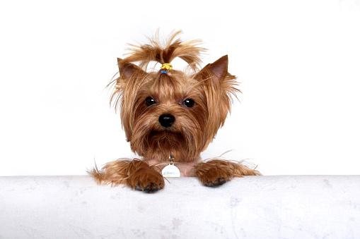 Cute Yorkshire Terrier in front on white background.