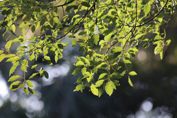 istock a Foliage framing the sun,  sun beam with green leaves 1694572070