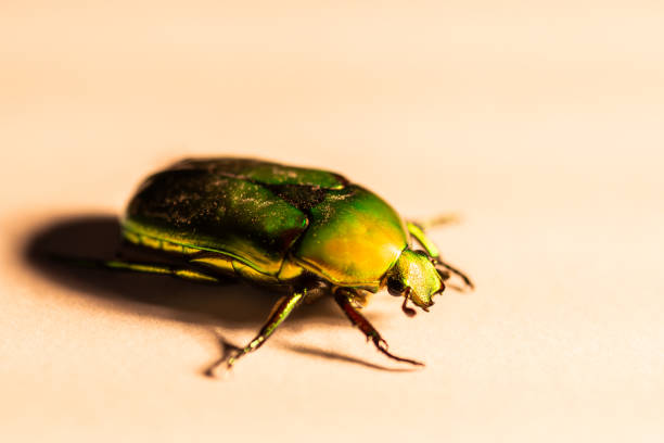 Close up of scarab beetle