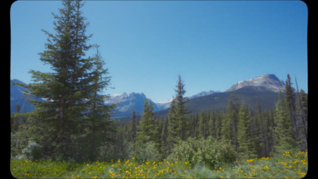 Trees and mountain peaks in Banff National Park