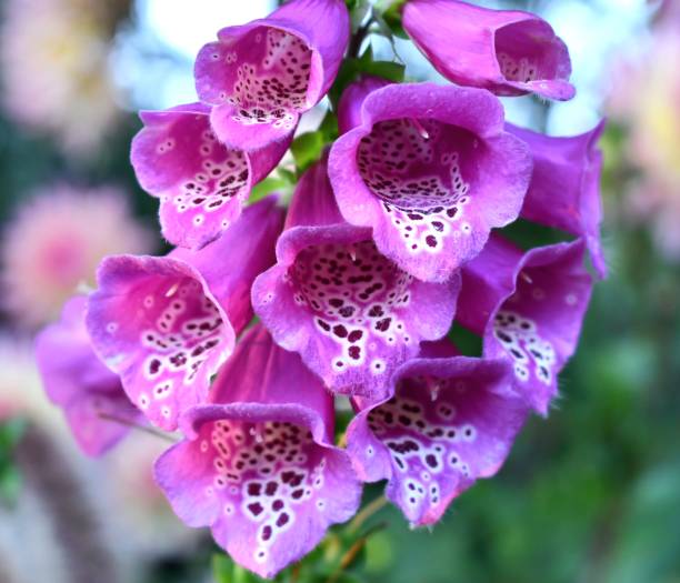 istock Pink foxglove flower close up 1694576937