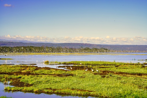 Lake Nakuru wetlands are a prime habitat for over 300 bird species and animals in Kenya