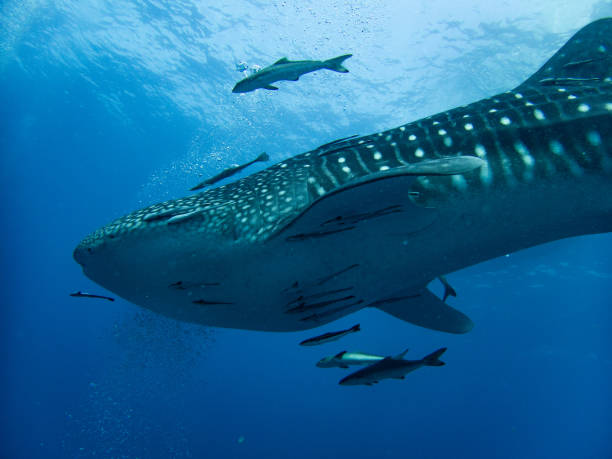 istock Whaleshark at sailrock 2022 1694600962
