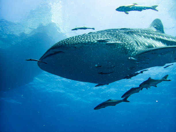 istock Whaleshark at sailrock 2022 1694600990