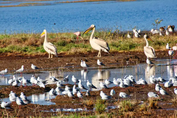 Great White Pelicans are present in large numbers at Lake Nakuru, Kenya