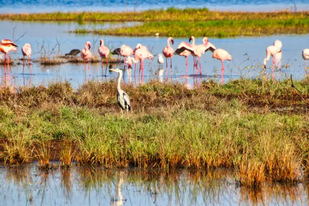 Herons and Flamingos are among the many bird species at Lake Nakuru, Kenya