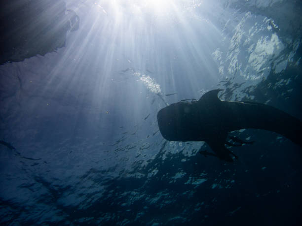 istock Whaleshark at sailrock 2022 1694601506