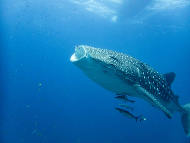 istock Whaleshark at sailrock 2022 1694602085