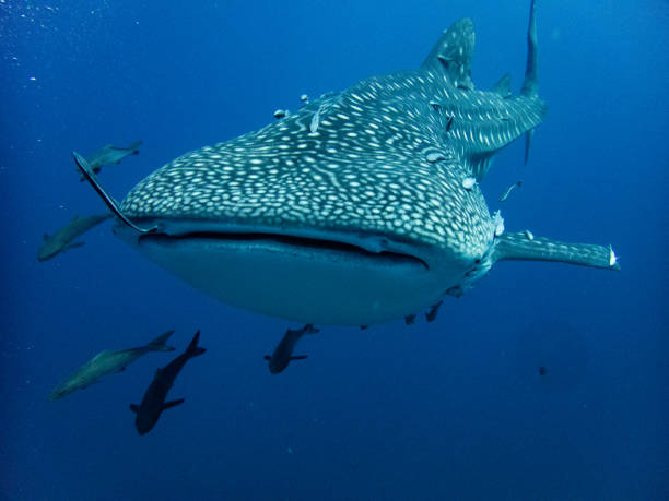 istock Whaleshark at sailrock 2022 1694602679