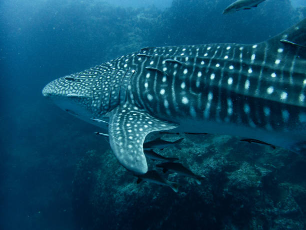 istock Whaleshark at sailrock 2022 1694603140