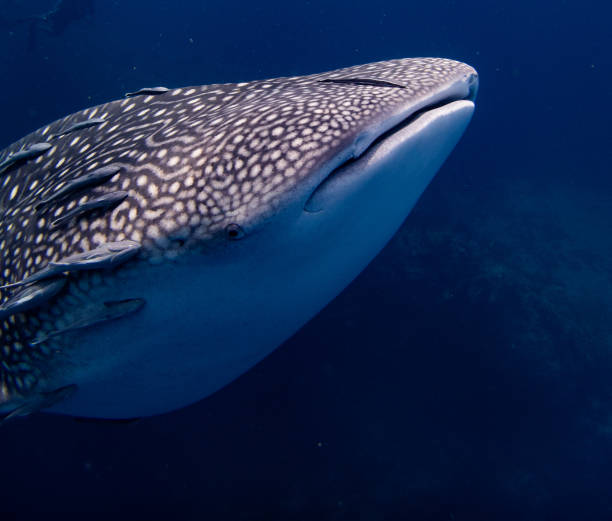 istock Whaleshark at sailrock 2022 1694603270
