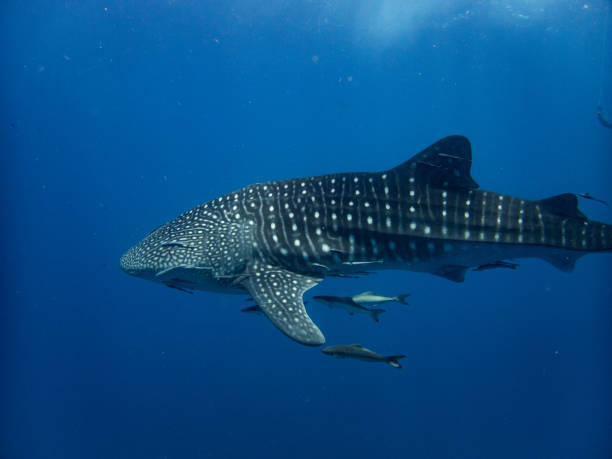 istock Whaleshark at sailrock 2022 1694603838