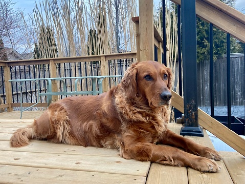 Sweet red-haired golden retriever enjoying the first days of spring