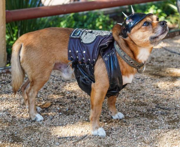 istock Dog Dressed as Motorcyclist, Punk style 1694612452