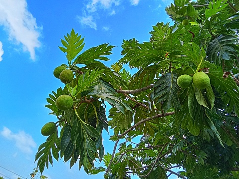 Artocarpus altilis or bread fruit tree