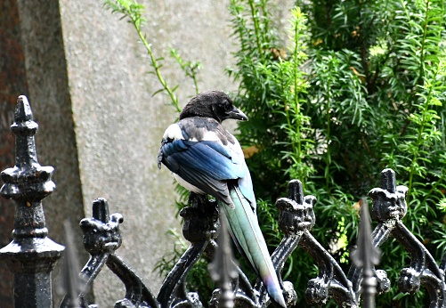 A closer up shot of a colorful magpie bird on a cemetery fence