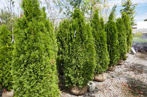Rows of coniferous arborvitae trees or shrubs in plant nursery