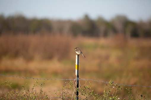 Curious eastern phoebe (Sayornis phoebe) looking toward a brushy meadow from its perch on a fence post