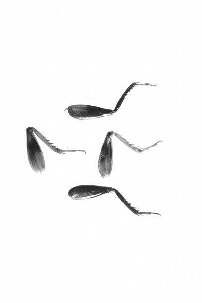 istock Cricket insect legs left on table after being eaten by humans 1694627642