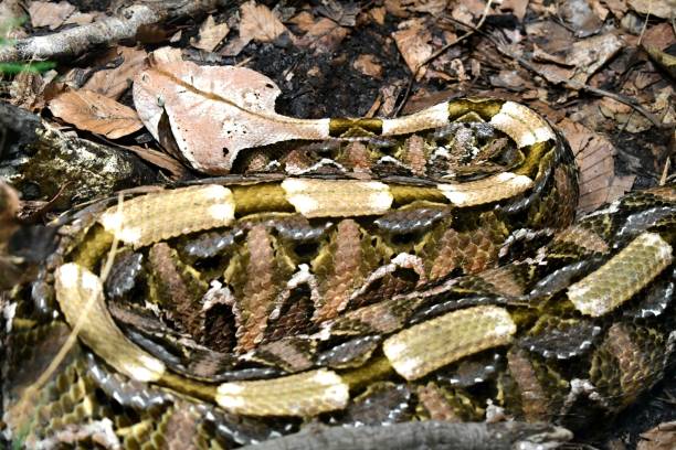 istock Very camouflaged snake close up 1694631565