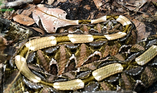 A picture taken of a very well camouflaged snake