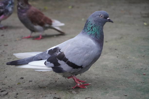 istock Feral Pigeon Stands on the Ground With One Leg 1694634756