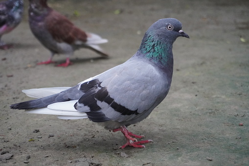 Feral Pigeon Stands on the Ground With One Leg