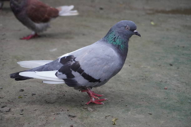 istock Feral Pigeon Stands on the Ground With One Leg 1694634772