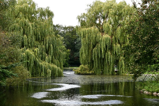 A beautiful park with weeping willows over a pond in Malmo Sweden