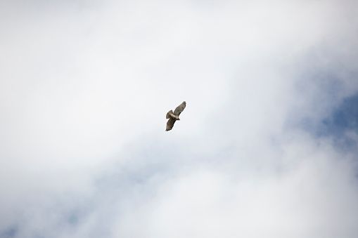 Red-tailed hawk (Buteo jamaicensis) soaring through a cloudy sky