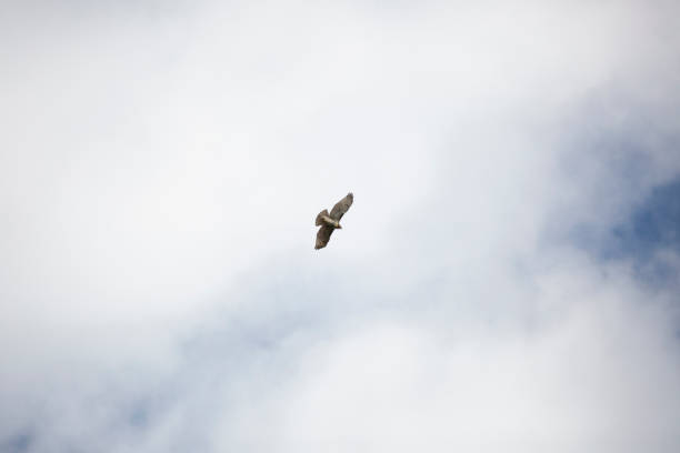 Red-Tailed Hawk Soaring stock photo