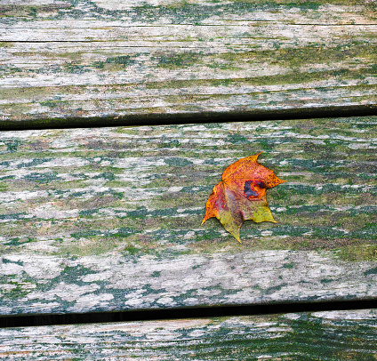 Autumn leaf color - one leaf fallen onto weathered, worn wooden deck. Intentional grain. Rustic look and mood, copy space.