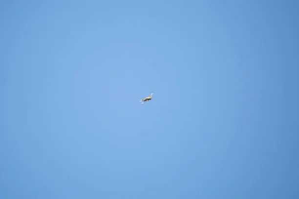 American robin (Turdus migratorius) twisting in the deep blue sky