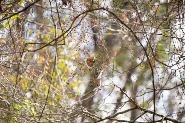American robin (Turdus migratorius) plucking berries from a vine