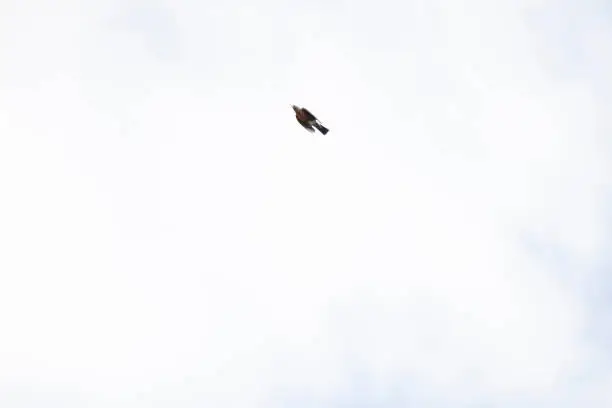 American robin (Turdus migratorius) rocketing through a white sky