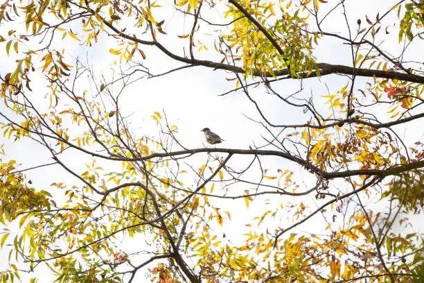 American robin (Turdus migratorius) looking out from a perch on a tree filled with changing autumn leaves against a white sky background