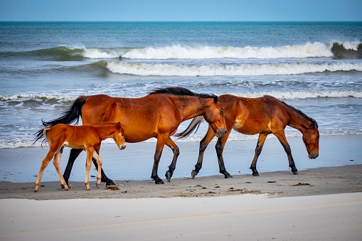 Corolla NC Wild Horse Family