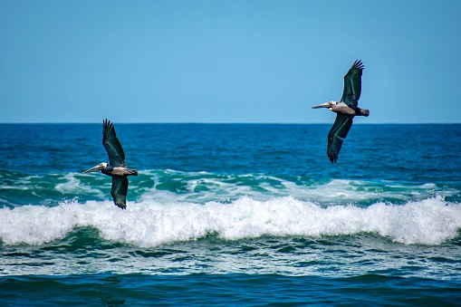 Brown Pelican catches fish, Varadero, Cuba