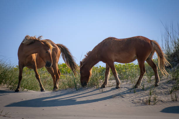 istock Corolla Wild Horses NC OBX 1694656129