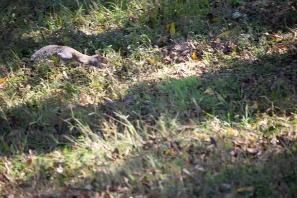 Eastern gray squirrel (Sciurus carolinensis) jumping and running in a fast, blurred motion