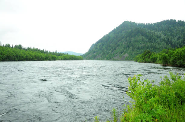 A wide turbulent river bending around mountain ranges in a stormy stream flows through a summer forest on a cloudy day. Biya river, Altai, Siberia, Russia.